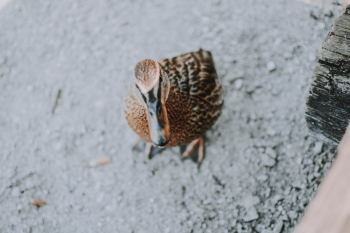 High-Angle Photo of Duck