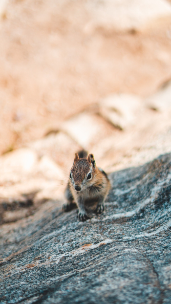 High-Angle Photo of Squirrel