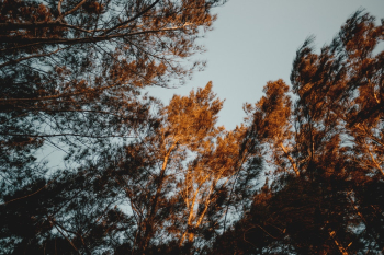 High Angle Photography Of Tree