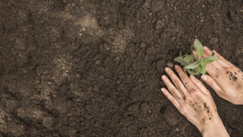 High angle view of human hand planting fresh young plant into soil