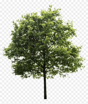 High Quality Png, Transparent Background - Transparent Background Tree Png