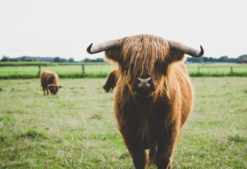 highland cattle at the field during day highland cattle at the field during day
