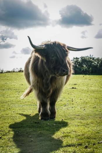 Highland Cow on Green Pasture Highland Cow on Green Pasture