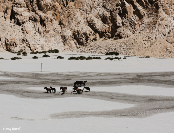 Himalaya sheep asia | Free stock photo - 90453 Himalaya sheep asia | Free stock photo - 90453