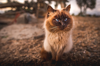 Himalayan Cat Himalayan Cat