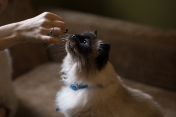 Himalayan Cat Himalayan Cat