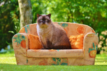 Himalayan Cat Sitting on Orange Sofa Chair during Daytime