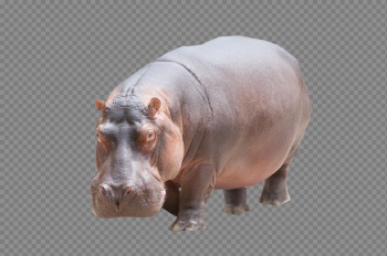 Hippo Download Transparent PNG Image Hippo Download Transparent PNG Image