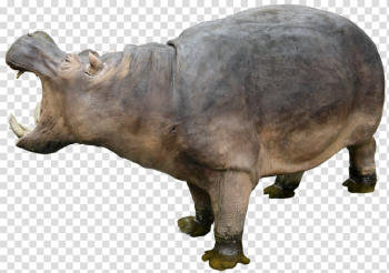 Hippo PNG Free Download Hippo PNG Free Download