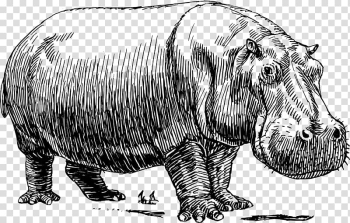 Hippopotamus Drawing Line art Watercolor painting, others transparent background PNG clipart