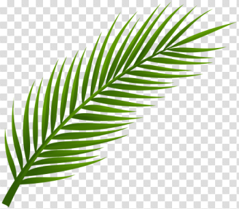 Hojas de palmas png 3 » PNG Image Hojas de palmas png 3 » PNG Image