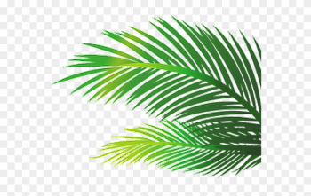Hojas De Palmeras Png Hojas De Palmeras Png
