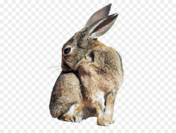 Holland Lop Hare Easter Bunny Netherland Dwarf rabbit Rex rabbit - bunny 