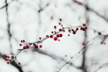 Holly berries