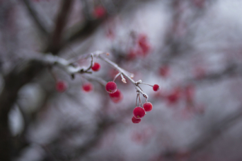 Holly berries 2