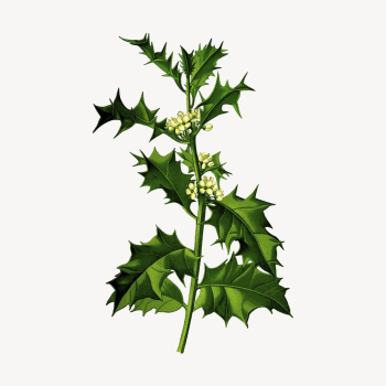 Holly leaf branch clipart, botanical | Free Photo - rawpixel Holly leaf branch clipart, botanical | Free Photo - rawpixel
