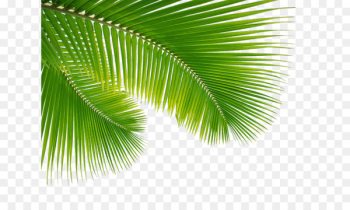 Holy Family Palm Sunday Easter Holy Week Mass - palm leaves 