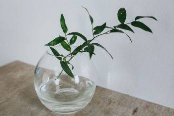 Home decor with green plants Home decor with green plants