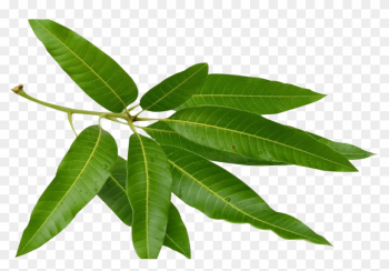 Home Remedies For Blood Remedies By Doing Mango Leaves - Mango Leaf