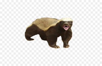Honey badger Portable Network Graphics Image Wolverine - wolverine 