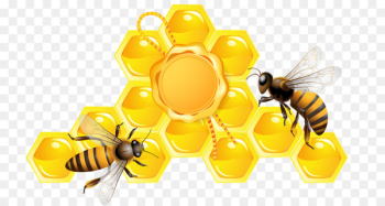 Honey bee Beehive - Golden honey 