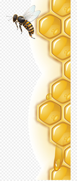 Honey bee Honeycomb - Honeycomb lace vector. Honey bee Honeycomb - Honeycomb lace vector.
