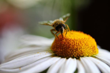 Honey Bee.JPG