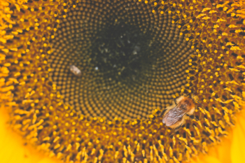 Honey Bee Perched on Sunflower Macro Photography Honey Bee Perched on Sunflower Macro Photography