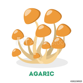 Honey fungus Honey fungus