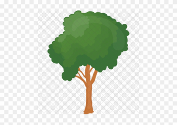 Honey Locust Png - Honey Locust