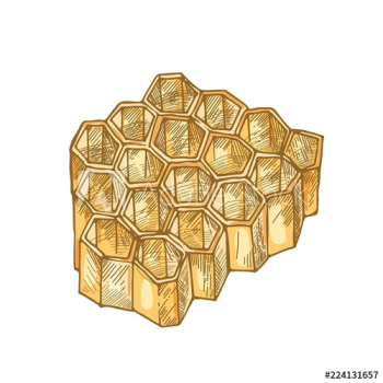 Honeycomb isolated on white background Honeycomb isolated on white background
