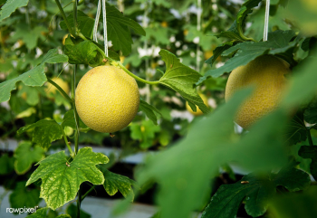 Honeydew tropical garden | Free stock photo - 39073 Honeydew tropical garden | Free stock photo - 39073