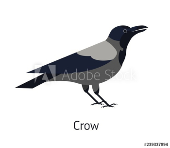 Hooded crow isolated on white background Hooded crow isolated on white background