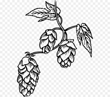 Hops Beer Common hop Drawing Clip art - hops Hops Beer Common hop Drawing Clip art - hops