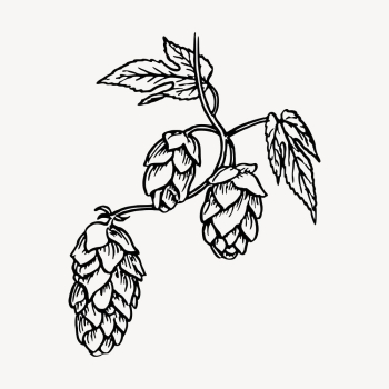 Hops clipart, vintage brewing illustration | Free Vector - rawpixel Hops clipart, vintage brewing illustration | Free Vector - rawpixel