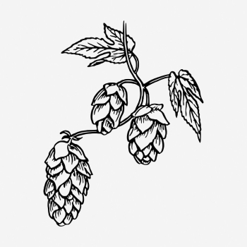 Hops drawing, vintage brewing illustration. | Free Photo - rawpixel Hops drawing, vintage brewing illustration. | Free Photo - rawpixel