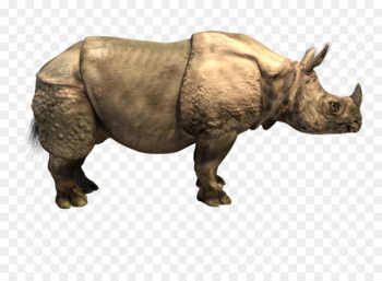 Horn Elasmotherium Indian rhinoceros Woolly rhinoceros Sumatran rhinoceros - others 