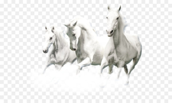 horse horse