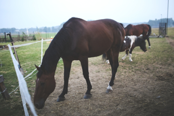 Horse Horse