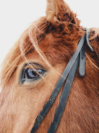 Horse Horse