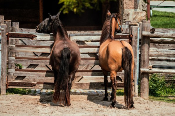 Horse Buddies Horse Buddies