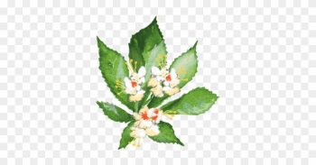 Horse Chestnut - Evergreen Rose