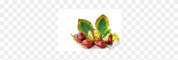 Horse-chestnuts Fruits And Leaf Isolated Wall Mural - Chestnut Horse-chestnuts Fruits And Leaf Isolated Wall Mural - Chestnut