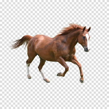 Horse Dog Pet Icon, horse transparent background PNG clipart Horse Dog Pet Icon, horse transparent background PNG clipart