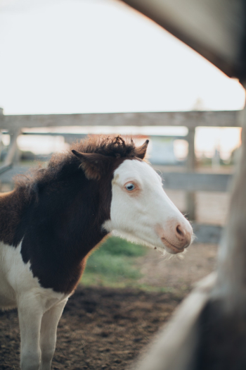 Horse Foal at the Farm during Day Horse Foal at the Farm during Day