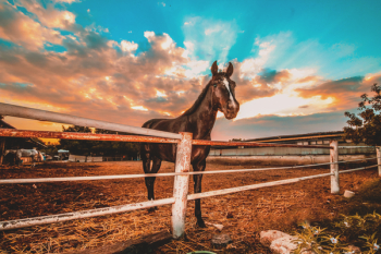 Horse Inside Barricade Horse Inside Barricade