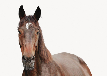 Horse isolated on white, animal | Free Photo - rawpixel Horse isolated on white, animal | Free Photo - rawpixel