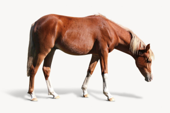 Horse isolated on white, animal | Free Photo - rawpixel Horse isolated on white, animal | Free Photo - rawpixel