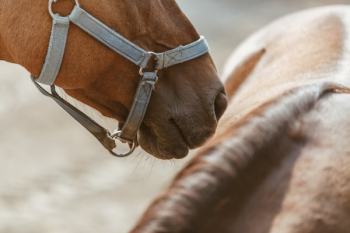 Horse Nose Horse Nose