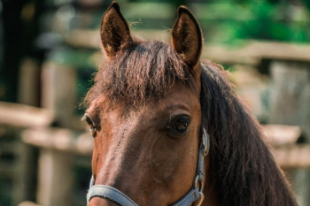 Horse On Farm Horse On Farm